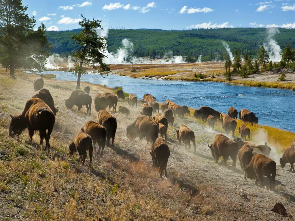 Una manada de bisontes se mueve rápidamente a lo largo del río Firehole en el Parque Nacional de Yellowstone.