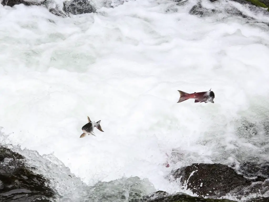 Salmones saltando río arriba para el desove, Russian River Falls, Península Kenai, Alaska