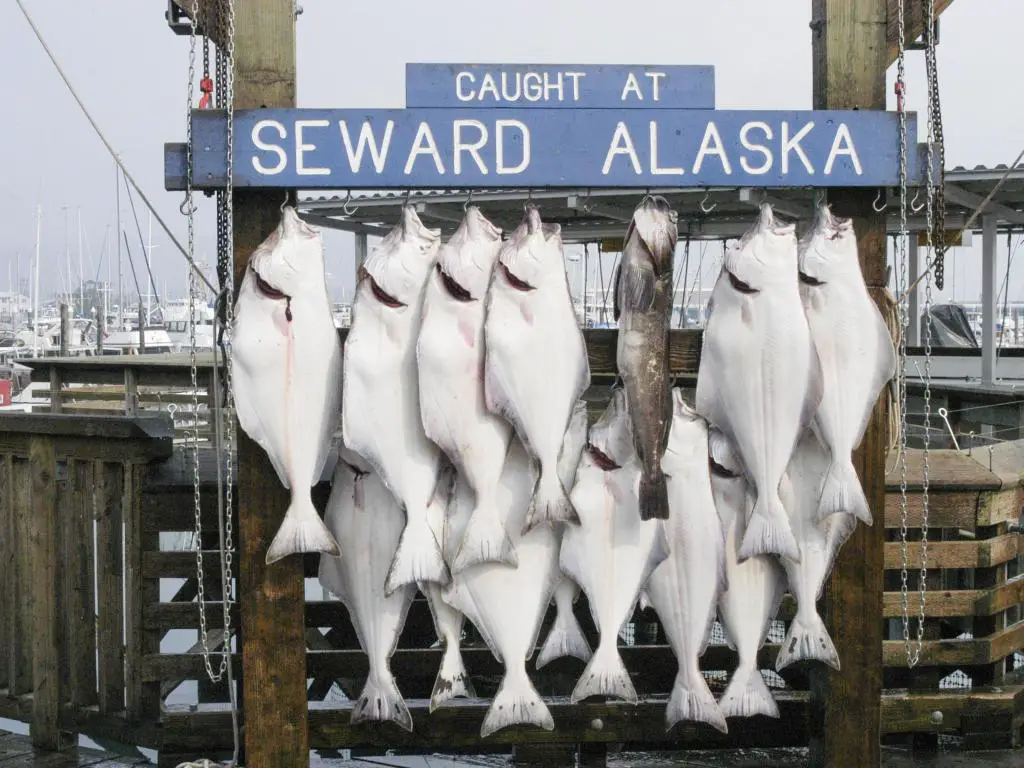 Halibuts capturados en Seward, Alaska