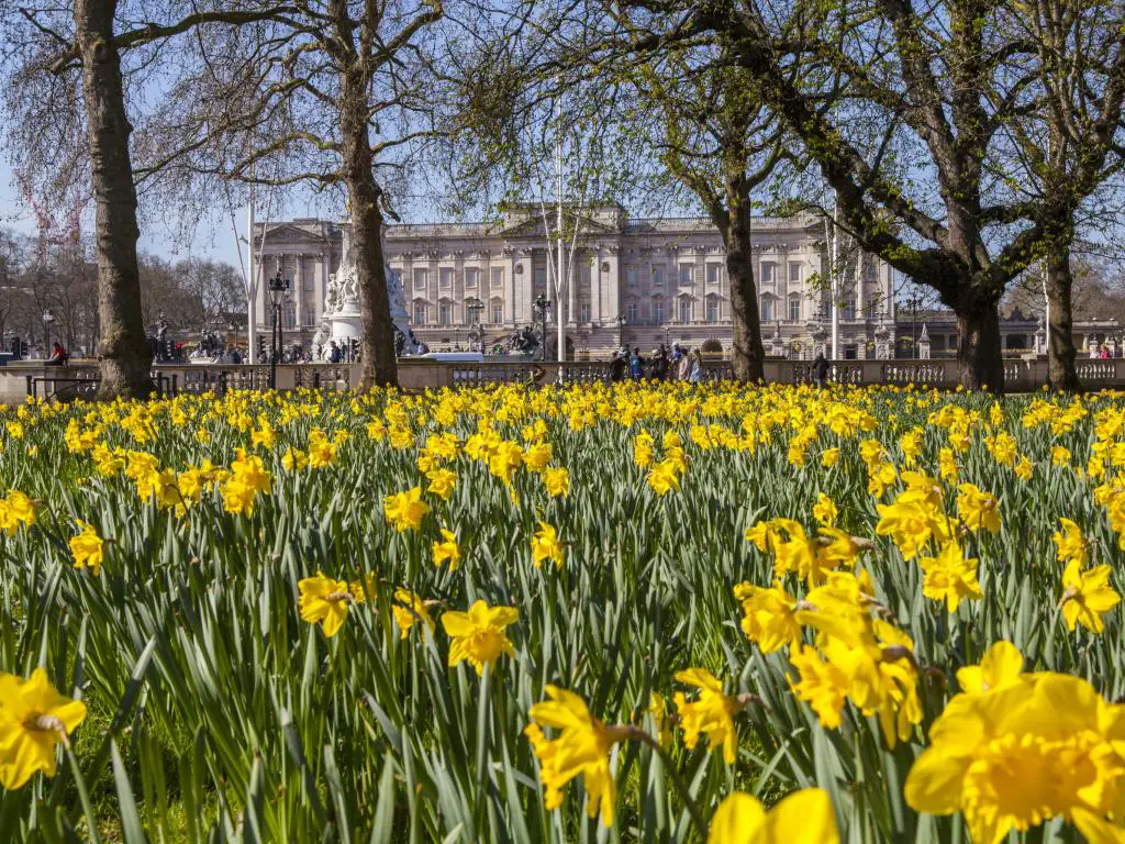 Narcisos de primavera en abril en el centro de Londres, cerca del Palacio de Buckingham