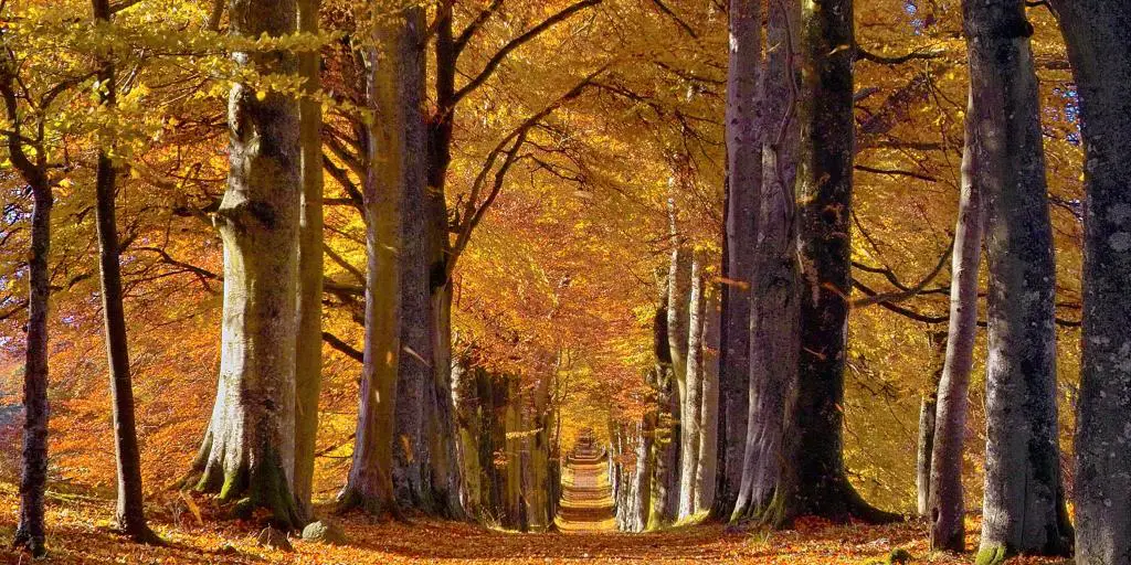Árboles coronados con hojas de otoño de color naranja brillante y amarillo bordean una carretera en Perthshire, Escocia