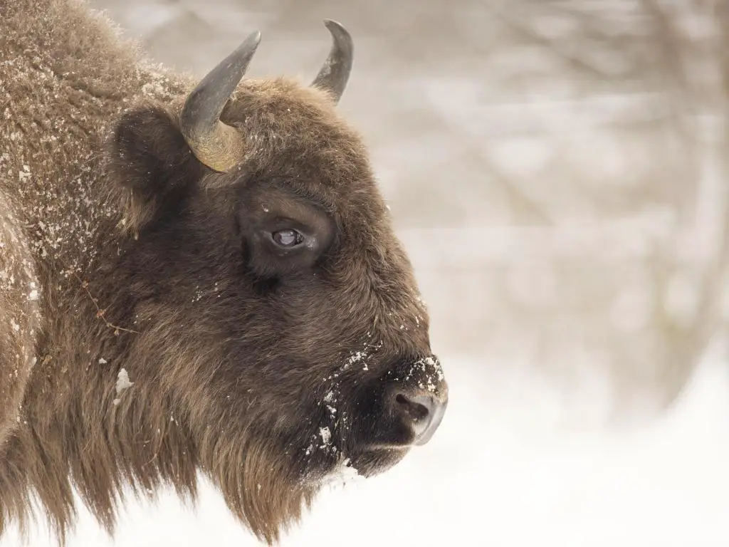 Primer plano de un bisonte en la nieve, centrado en la cara
