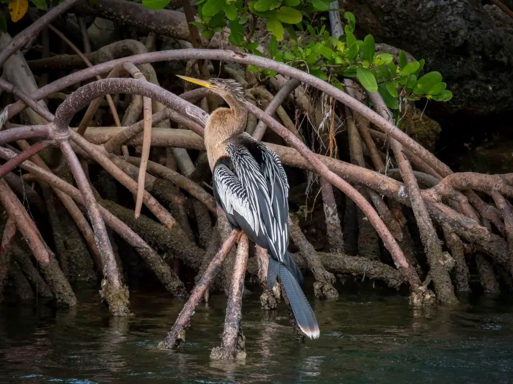 Un pájaro Anhinga o serpiente descansa sobre las raíces de un árbol de mangle en el Parque Nacional Biscayne.