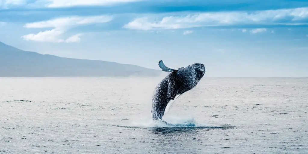 ballena saltando fuera del agua en Islandia 