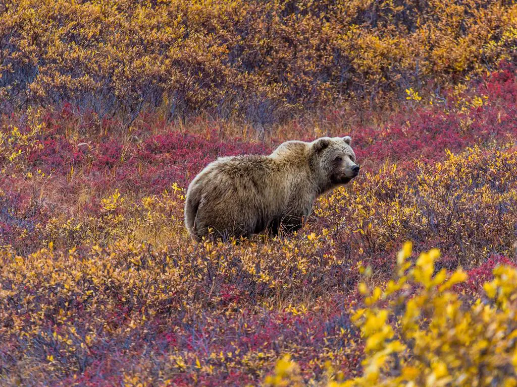 Parque Nacional Denali, Alaska con un oso grizzly en el Parque Nacional Denali alimentándose en un parche de arándanos de hojas rojas.