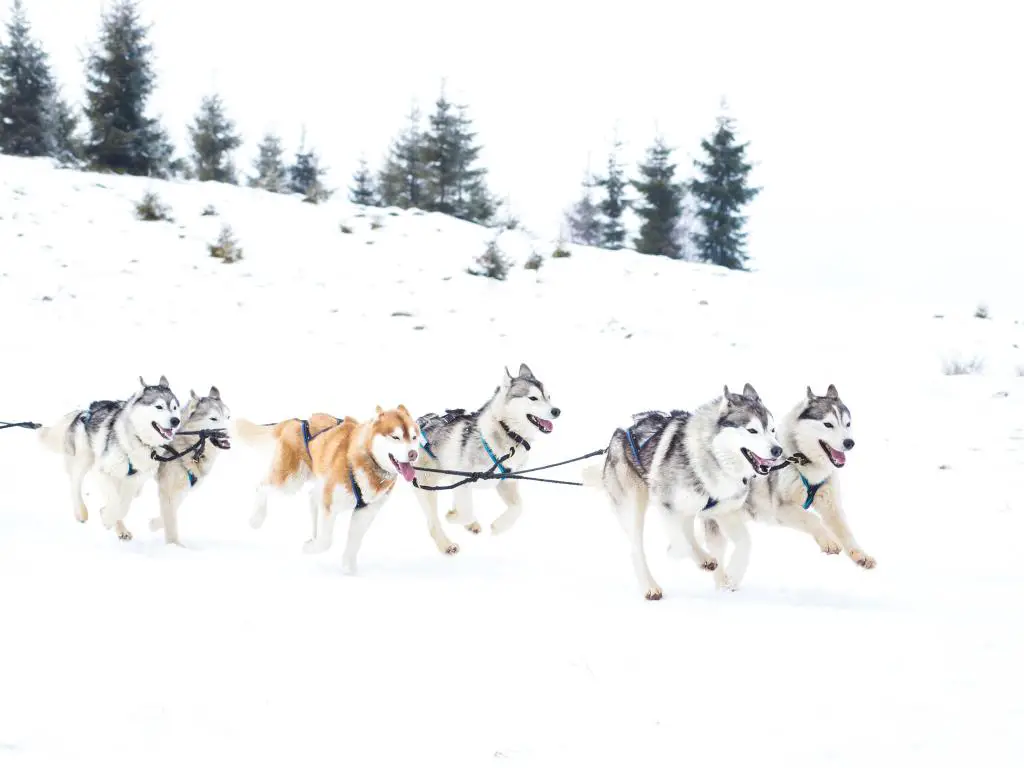 Iditarod, Alaska con una carrera de perros de trineo Iditarod Trail y árboles en el fondo.