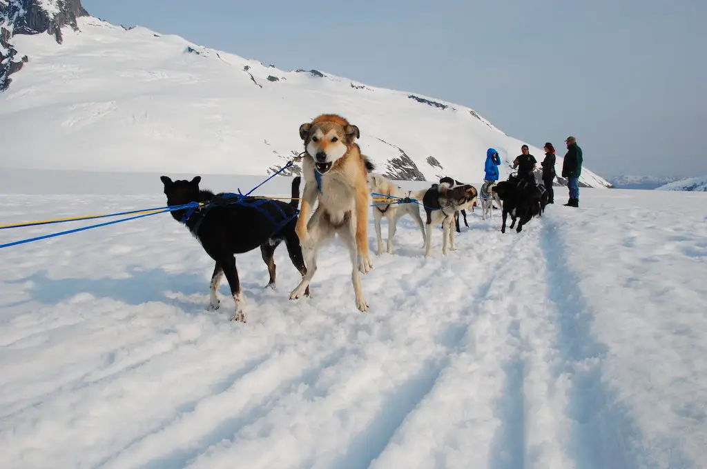 Trineo de perros del glaciar Mendenhall