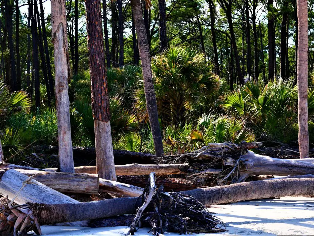 Hunting Island State Park, EE.UU. con vistas a árboles caídos y plantas tropicales a lo lejos, arena en primer plano. 