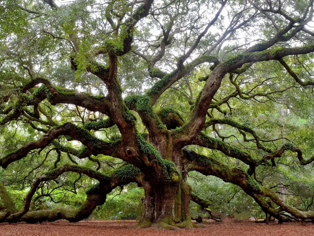 Angel Oak Tree,Charleston, SC, EE.UU. con vistas al famoso Angel Oak Tree en St. Johns Island.