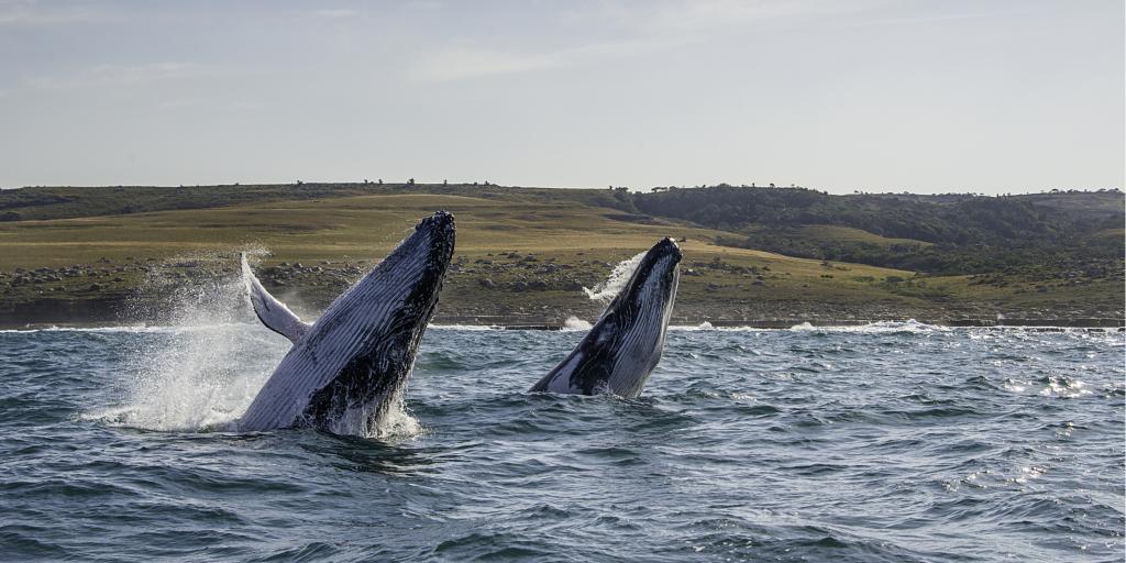 Dos ballenas jorobadas saltando en la Costa Salvaje de Sudáfrica