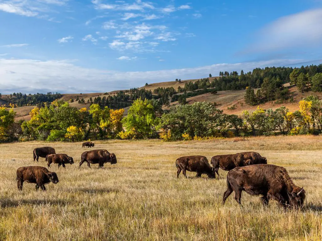 Búfalos pastando en el paisaje abierto del Parque Estatal Custer, Dakota del Sur en un día soleado