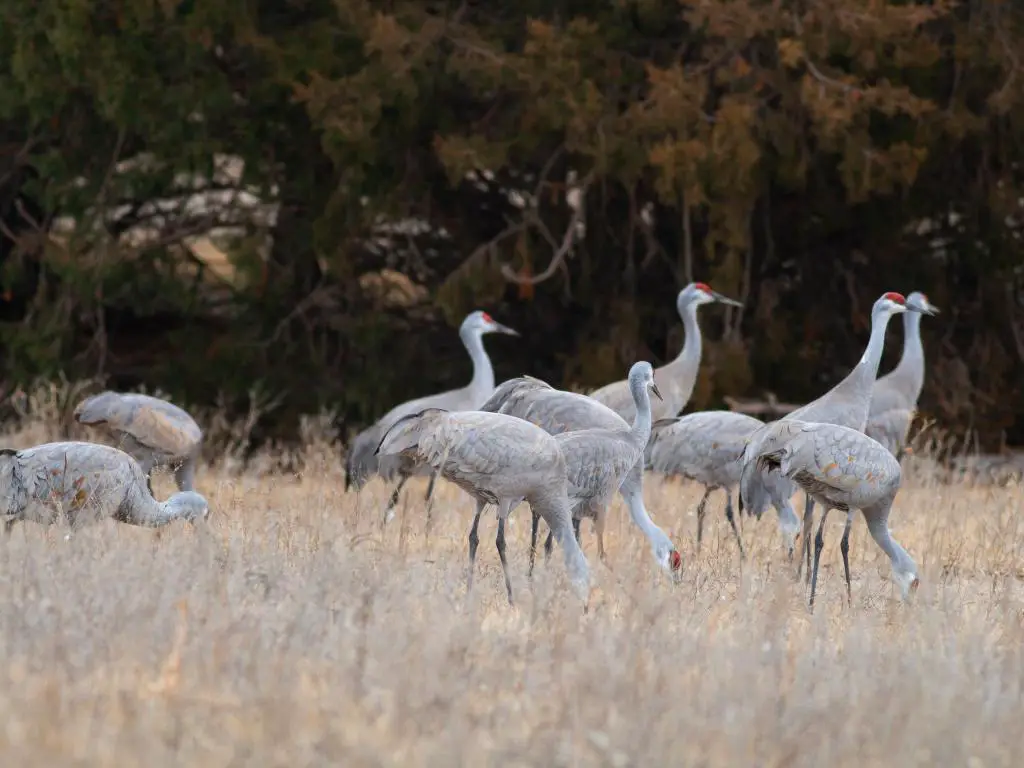 Sandhill Cranes se reúnen en un campo en Kearney, Nebraska, cerca del río Platte