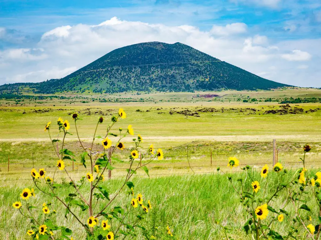 Monumento Nacional Volcán Capulin en Nuevo México, EE.UU. con flores amarillas en primer plano y la montaña verde en la distancia contra un cielo azul.