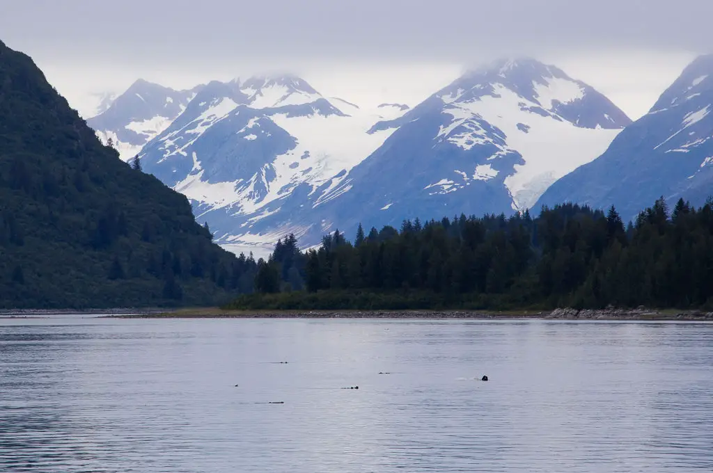 Nutrias en barco por el Parque Nacional Glacier Bay