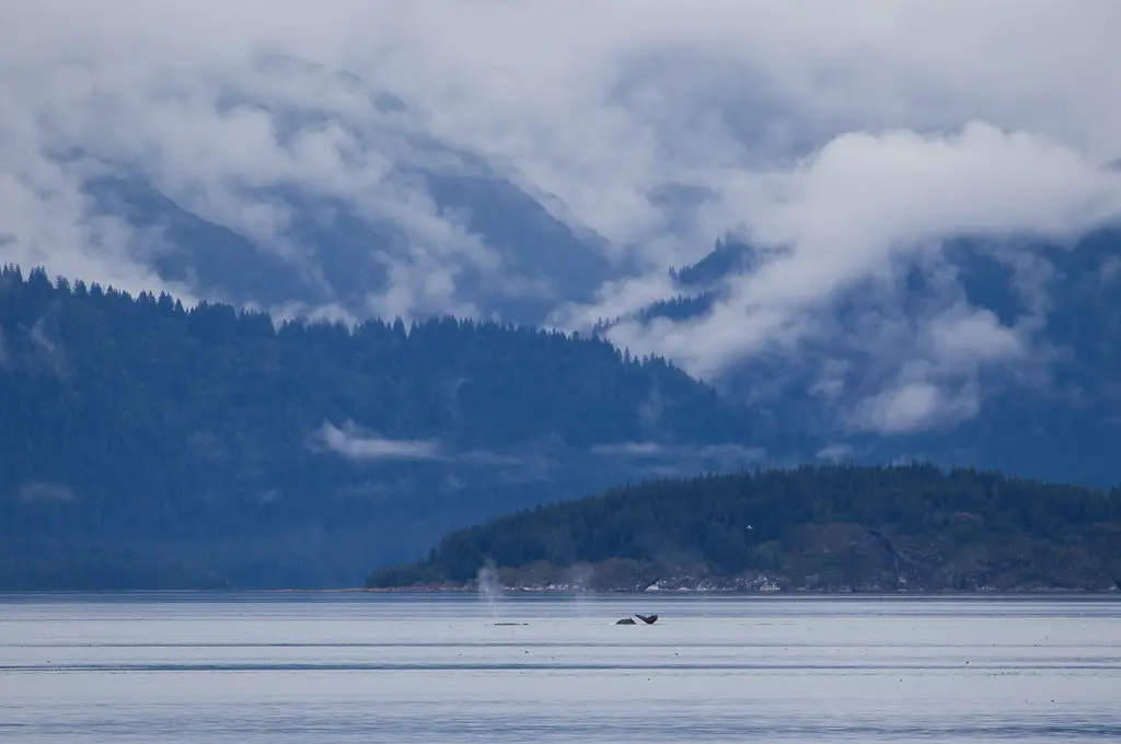 Excursión en barco al Parque Nacional Glacier Bay ballenas jorobadas