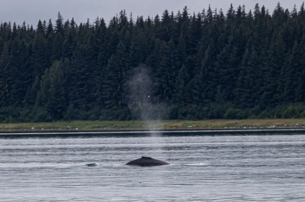 Paseo en barco por el Parque Nacional Glacier Bay ballena jorobada