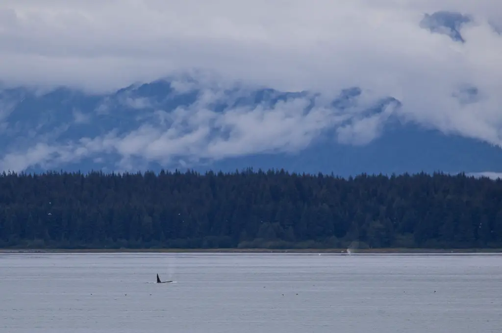 Orca en barco por el Parque Nacional Glacier Bay