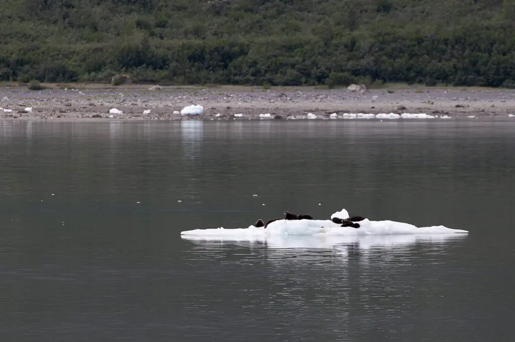 Iceberg del Parque Nacional de la Bahía de los Glaciares