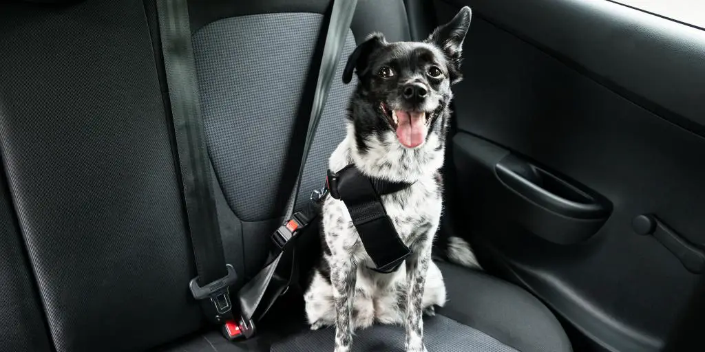 Un perro blanco y negro con la lengua fuera está atado a un auto con un asiento para mascotas