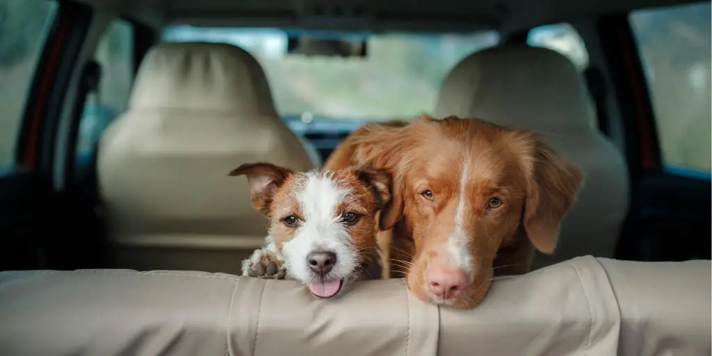 Dos perros felices miran desde el asiento trasero de un auto