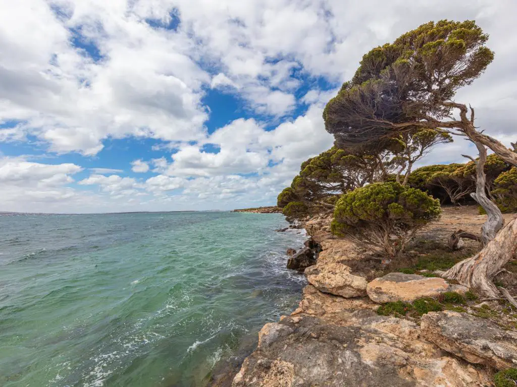 Spencer Gulf, Whyalla, Australia, tomada en la costa de Spencer Gulf, cerca de la ciudad de Whyalla.  Árbol doblado por el fuerte viento del mar.  Frente a la playa de grava con olas ásperas en la costa sur de Australia.  Nubes blancas en el cielo azul y agua cristalina.