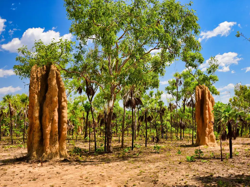 Parque Nacional Litchfield, Territorio del Norte, Australia con dos montículos de termitas en el parque rodeado de árboles y tomado en un día soleado.
