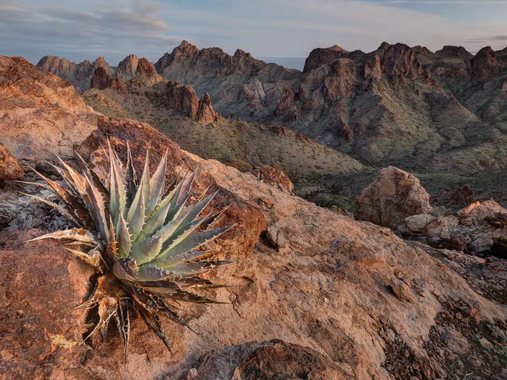 Refugio Nacional de Vida Silvestre de Kofa, Arizona, EE.UU. con cactus en las rocas en el Refugio Nacional de Vida Silvestre de Kofa en Arizona al amanecer.