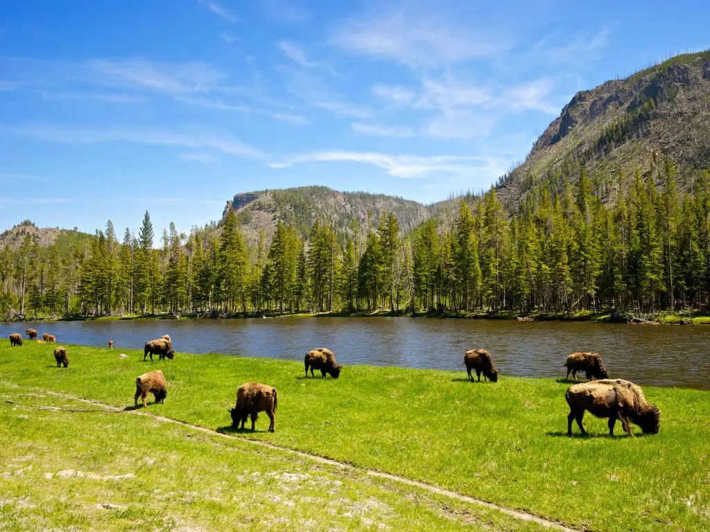 Parque Nacional de Yellowstone, Wyoming, EE.UU. con vistas a una pequeña manada de búfalos del Parque Nacional de Yellowstone pastan junto a un río occidental con árboles y montañas en la distancia. 