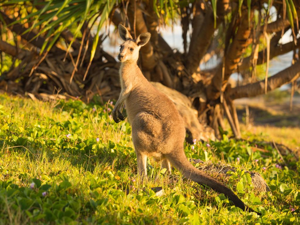 Canguro en el Parque Nacional Bundjalung, Australia