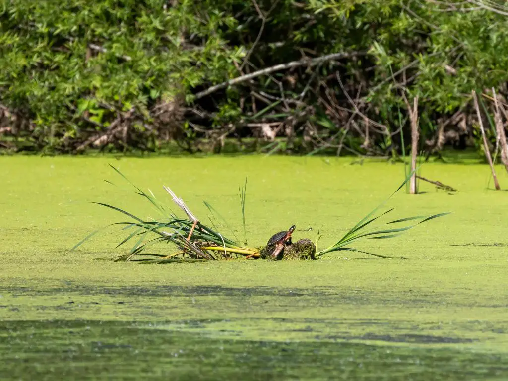Turtle Lake, Wisconsin, EE.UU. con una tortuga tomando el sol en un pequeño lago rodeado de verde.