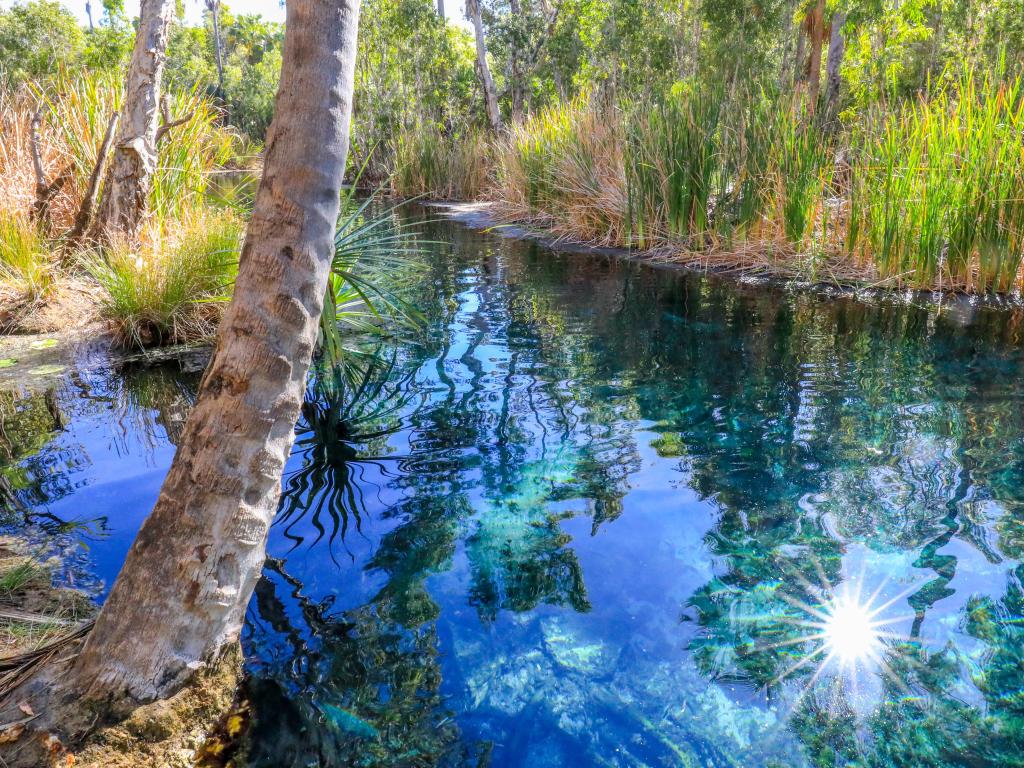 Bitter Springs, Australia con vista a la piscina termal rodeada de árboles y plantas.