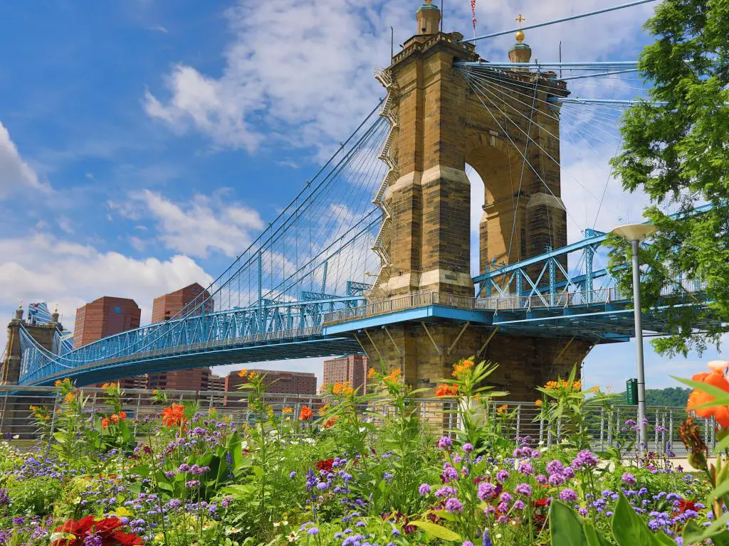 Cincinnati, Ohio, EE.UU. con vistas al puente John A. Roebling que cruza el río Ohio con flores en primer plano y tomadas en un día soleado.