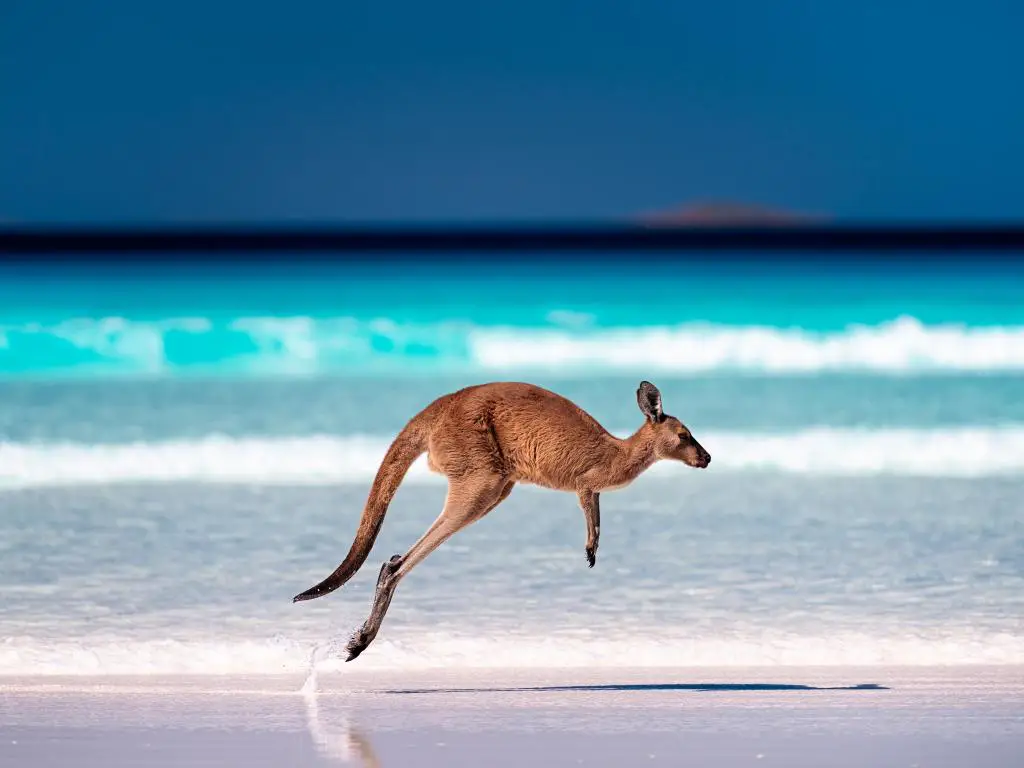   Lucky Bay, Parque Nacional Cape Le Grand, Esperance, Australia Occidental con un canguro saltando / saltando en el aire sobre la arena cerca de las olas en la playa.