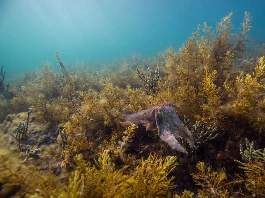 Whyalla, Australia del Sur con una sepia gigante bajo el agua rodeada por un lecho de algas marinas.