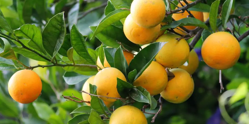 Limones que crecen en un limonero en Positano, Italia