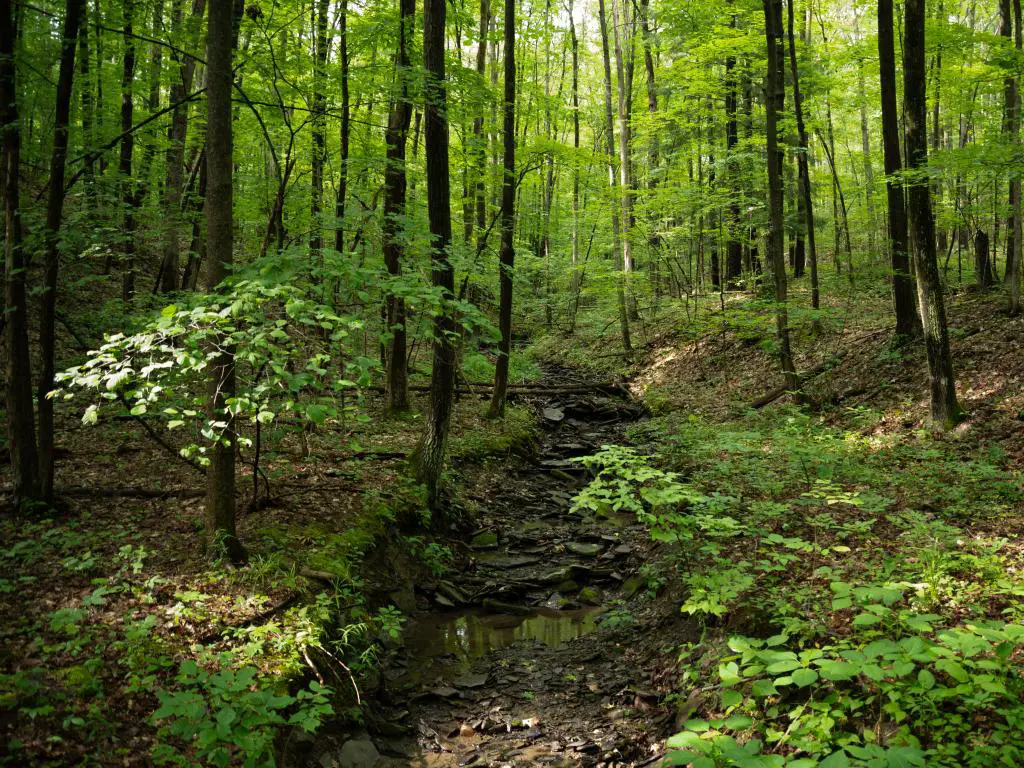 Bosque Nacional Finger Lakes, Ithaca, Estado de Nueva York, EE.UU. con un denso bosque, árboles verdes y un camino en primer plano.