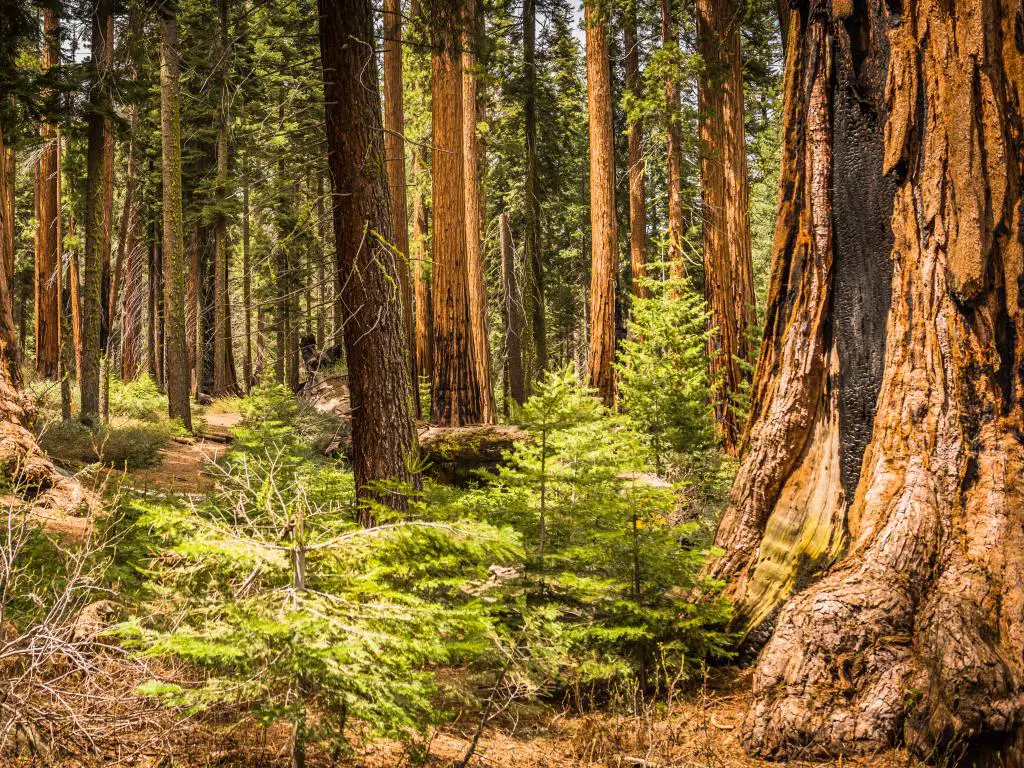 Secuoyas Gigantes (Redwoods) en Giant Forest Grove en el Parque Nacional Sequoia, California (EE. UU.)