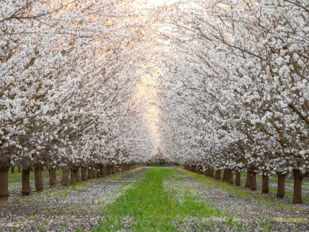Un sendero que muestra dos hileras de árboles en flor en el condado de Fresno en la primavera de 2021.