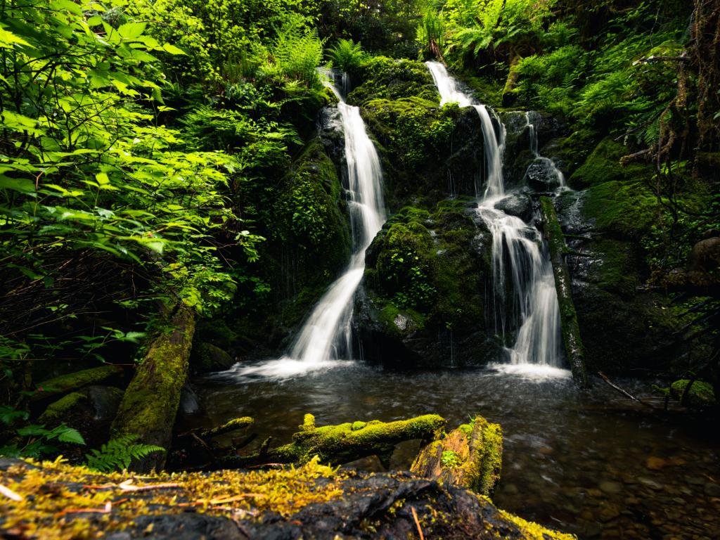 Cascade Falls, Quinault Loop Trail, Quinault Lake and Rainforest, Parque Nacional Olympic, Washington.