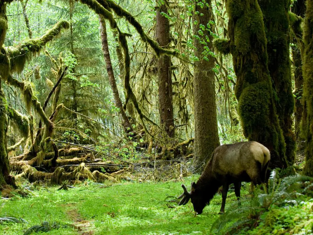 Elk de Roosevelt en la selva tropical del parque nacional olímpico, estado de Washington, Estados Unidos.