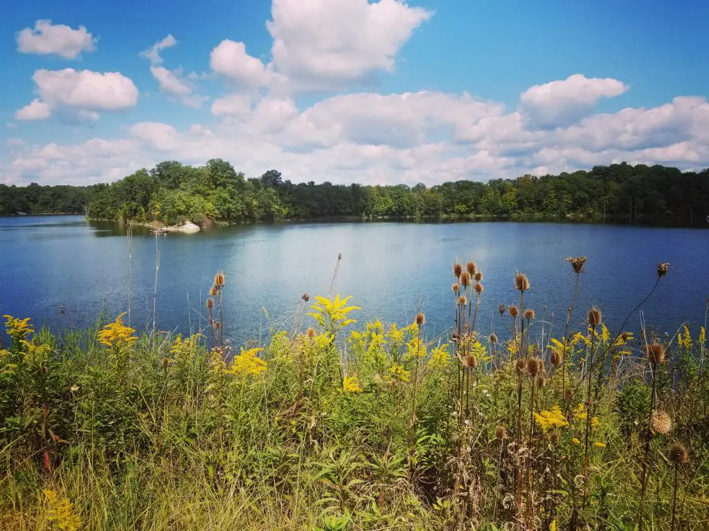Caesar's Creek State Park, Ohio, EE. UU. Tomado en un hermoso día de verano con flores silvestres en primer plano, un lago y árboles en la distancia.