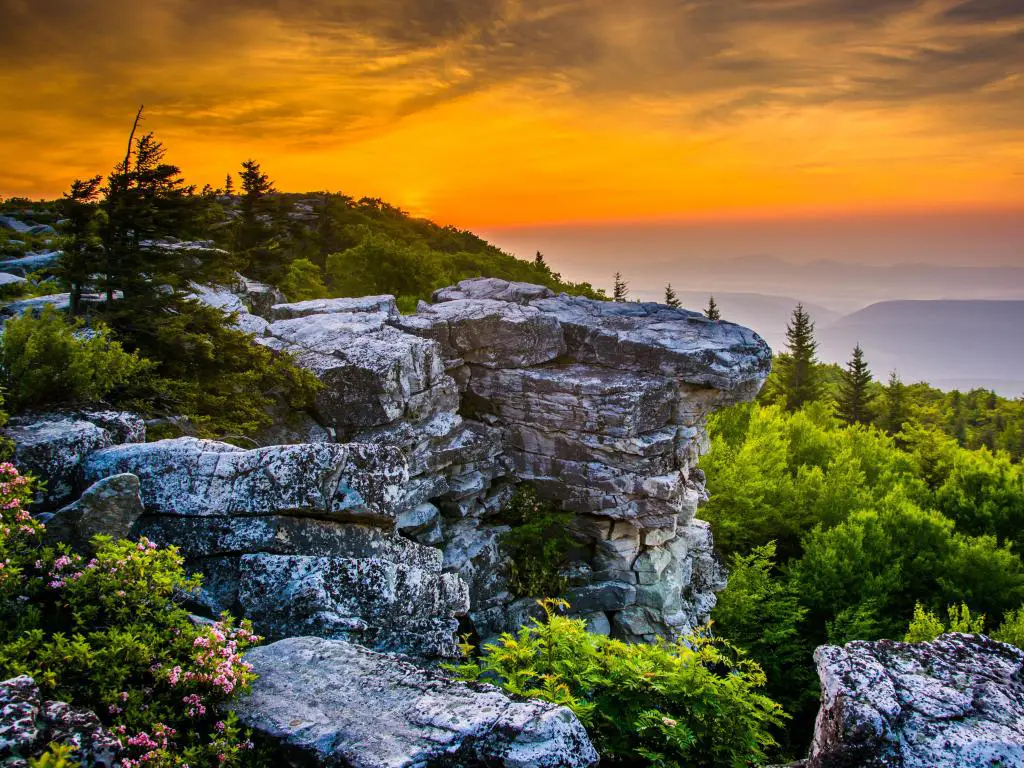 Bosque Nacional Monongahela, Virginia Occidental, EE.UU. con un amanecer en Bear Rocks Preserve, en Dolly Sods Wilderness, con flores silvestres y rocas en primer plano.