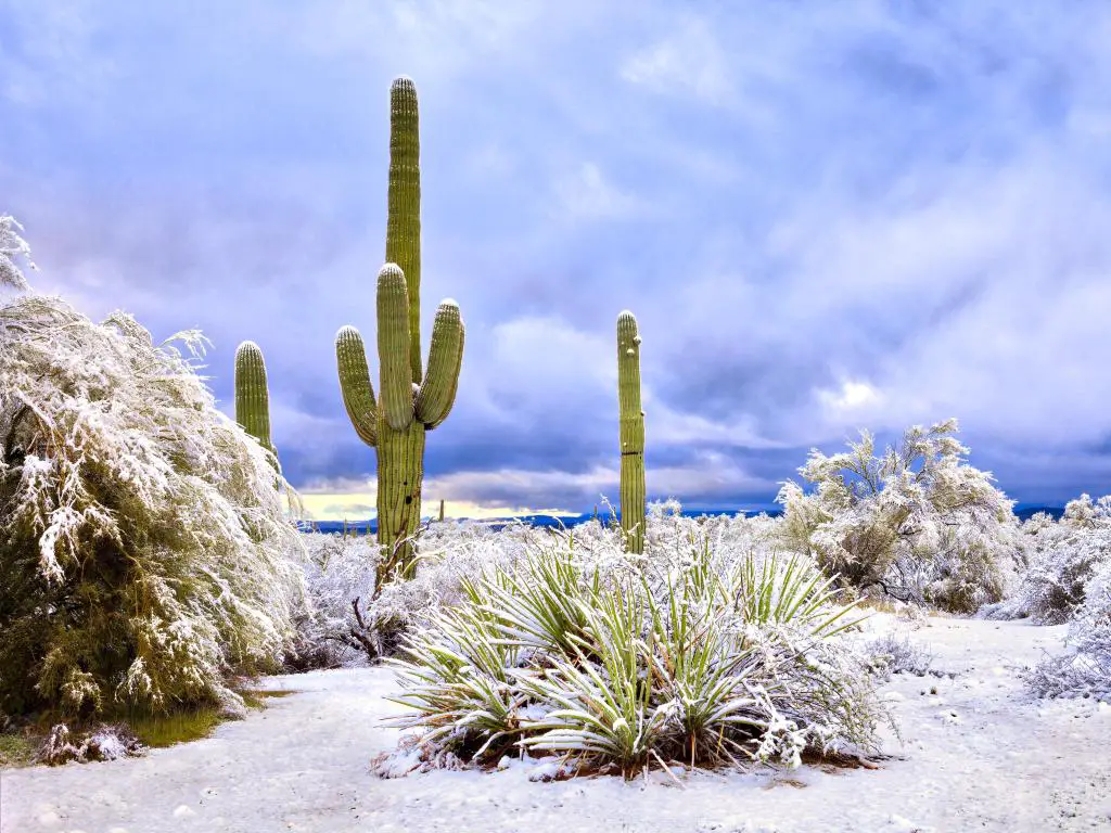 Saguaros en el desierto de Sonora después de una tormenta de nieve.