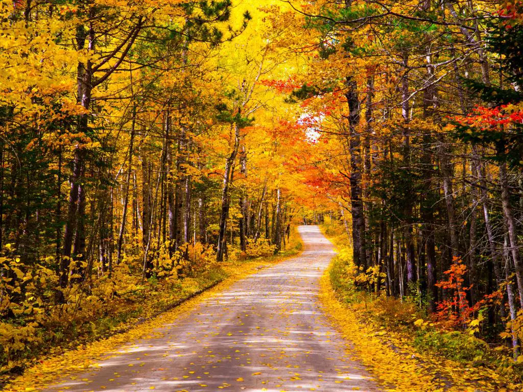 Carretera del Parque Estatal Baxter en Maine durante el otoño con follaje rojo y dorado en los árboles.