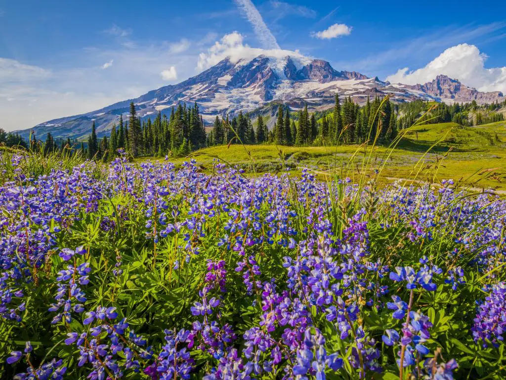 Una montaña cubierta de nieve se eleva en el fondo detrás de colinas verdes cubiertas de árboles y flores silvestres azules y violetas en primer plano