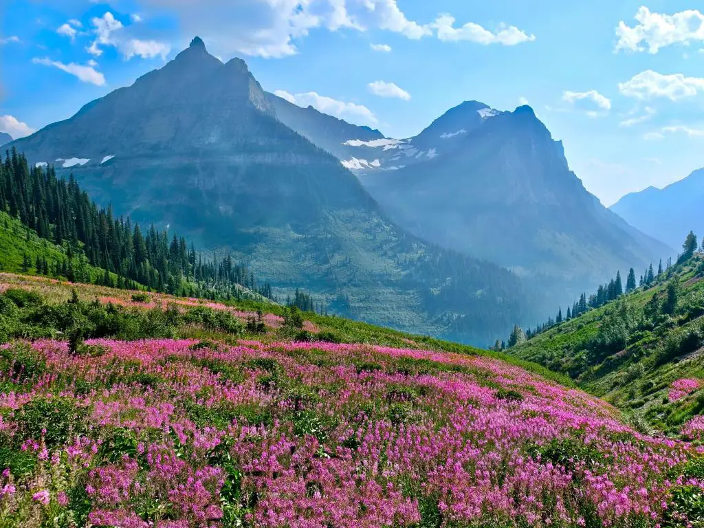 Parque Nacional Glacier, Montana, EE.UU. con fireweed floreciendo y las montañas en la distancia tomadas en un día soleado. 