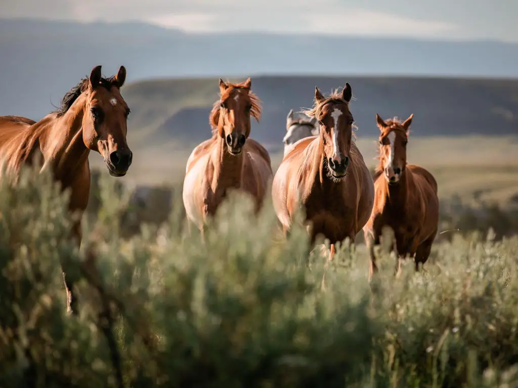 Plains, Montana, EE.UU. con una hermosa manada de caballos de rancho American Quarter horse en el área de cabeza seca de Montana, cerca de la frontera con Wyoming.