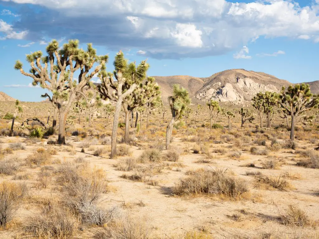 Parque Nacional Joshua Tree, California, EE.UU. con vistas a los árboles de Joshua (Yucca brevifolia) rodeados por el desierto de Mojave en un día soleado.