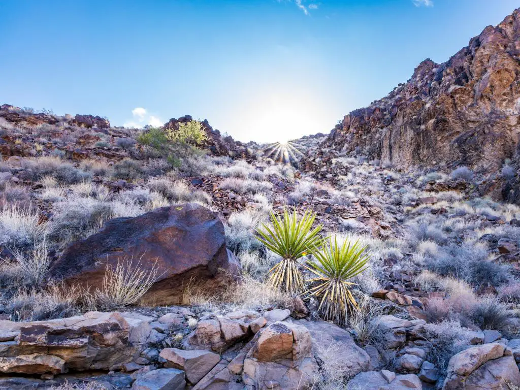 Área de Conservación Nacional Sloan Canyon, EE.UU. con vistas al desierto rocoso en un día soleado con algunas plantas verdes creciendo en primer plano.