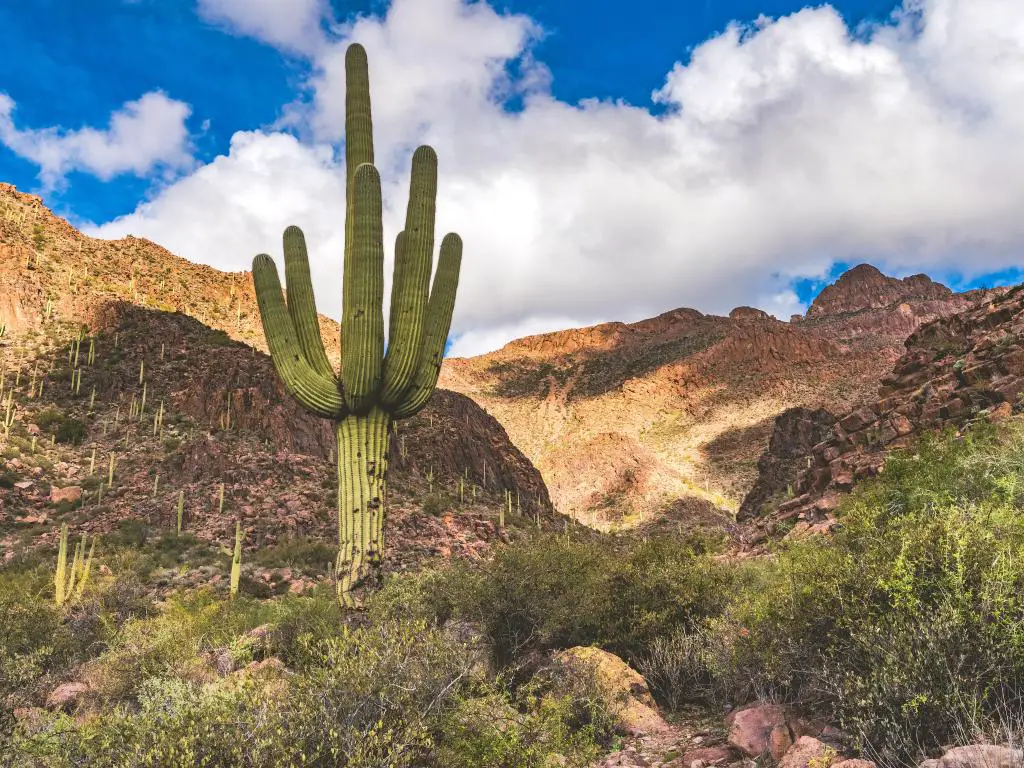 Bosque Nacional Tonto, Arizona, EE.UU. con Saguaros, árboles de Palo Verde y otros cactus en el Camino Jeroglífico en las Montañas de la Superstición en un día nublado pero soleado.